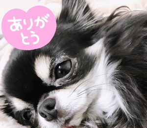 ありがとう