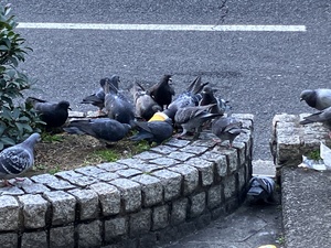もこ