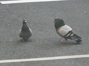 もこ