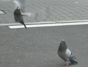 もこ
