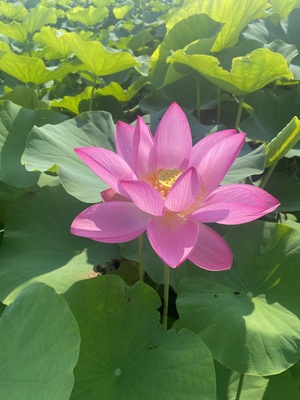 愛でる