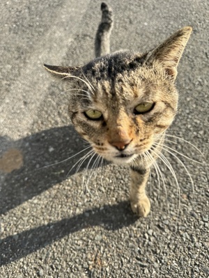 あした
