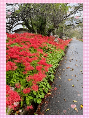 明日ーなみ