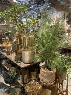 観葉植物