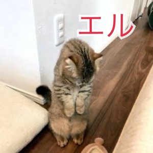 エル日記