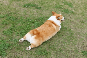 お礼