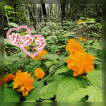 ヤマブキ色🌼