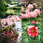 休日行った所🌸