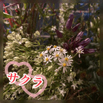 秋のお花🌸