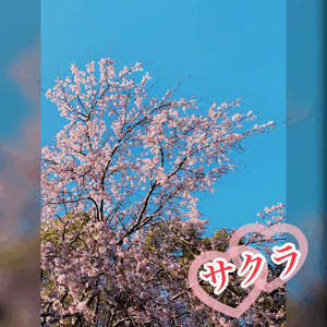 サクラの季節🌸