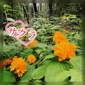 ヤマブキ色🌼