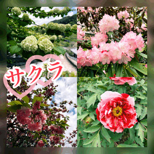 休日行った所🌸