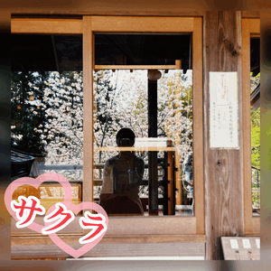花より団子🍡🌸