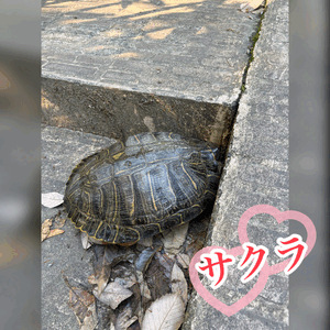 甲羅干し🐢