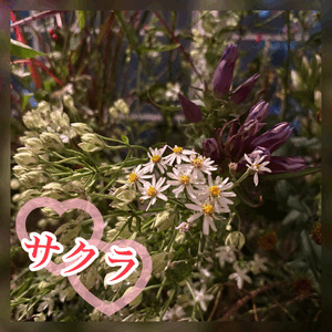 秋のお花🌸