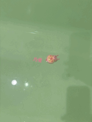 コレがカクレモモジリ