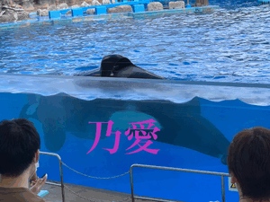 魚に虎と書いて