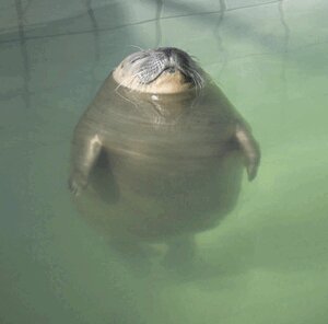 明日もよろしゅう