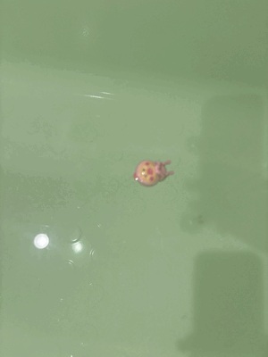 ありがとー