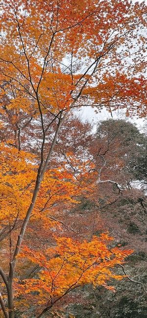 紅葉🍁