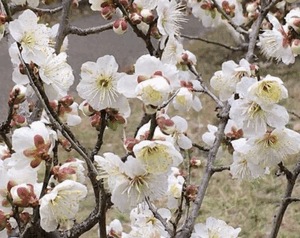 開花🌸