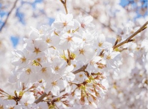 おはようございます🌸