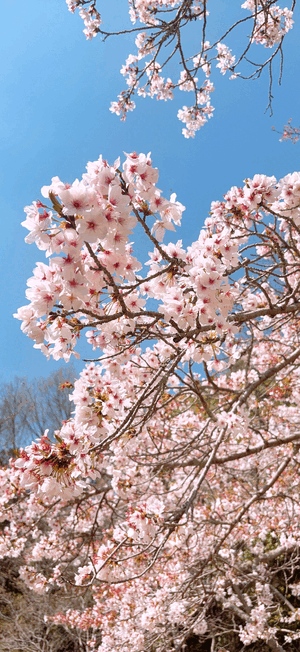 葉桜🍀