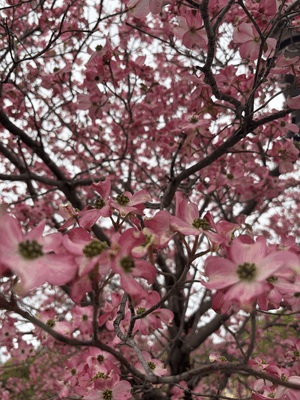 なんの花？