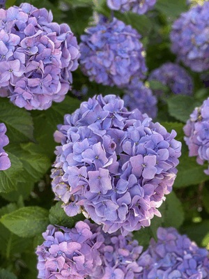 きれいな花には