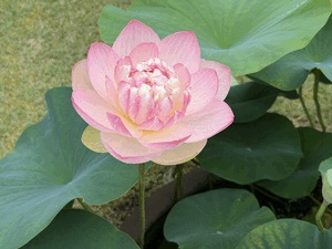 眠れぬ夜の昔ばなし 〜続編〜