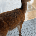 蚊